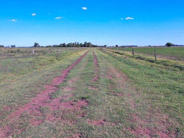 Campo de 20 hectáreas