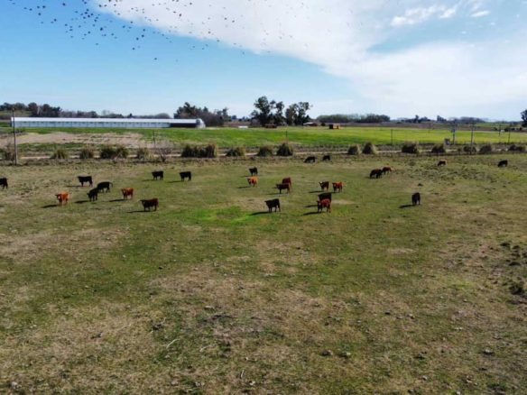 Campo 30 hectáreas en Roque Perez