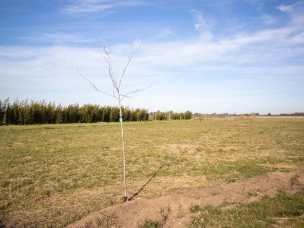 Terreno en venta en La Federala