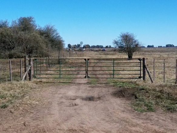 Campo de 49 hectáreas