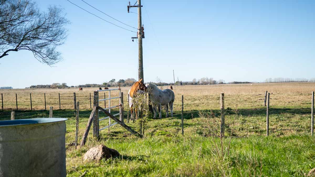 WEB – 134 has Chascomus, Buenos Aires – WEB-127