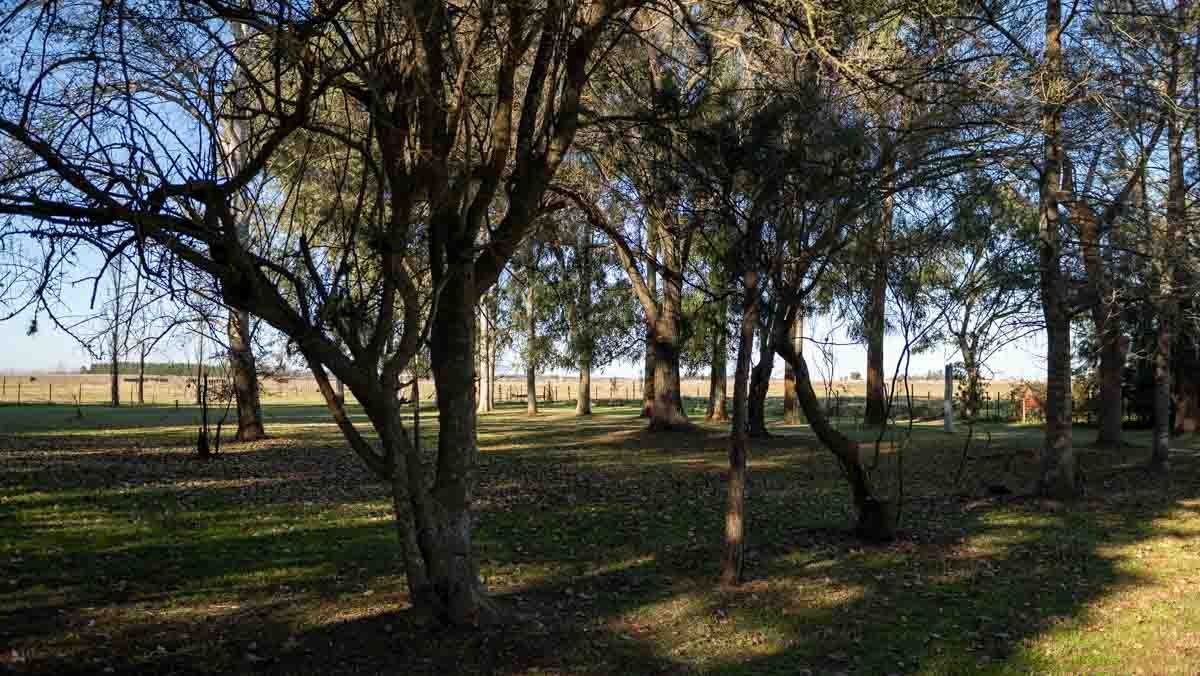 WEB – 134 has Chascomus, Buenos Aires – WEB-137