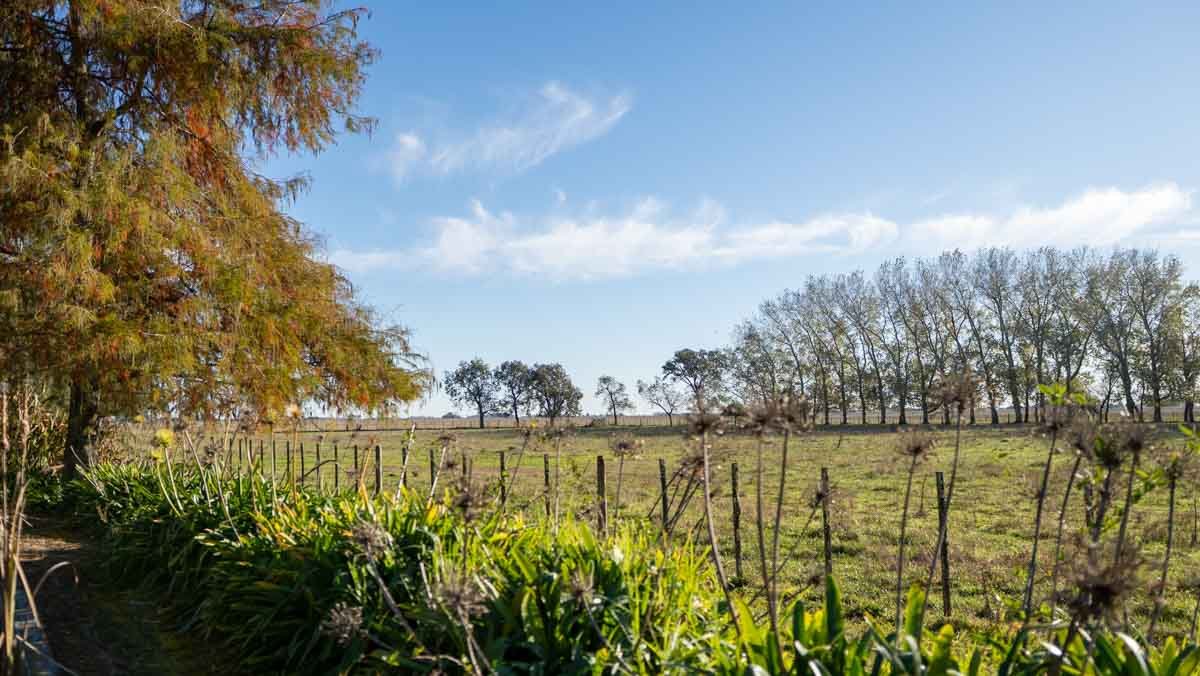 WEB – 134 has Chascomus, Buenos Aires – WEB-74