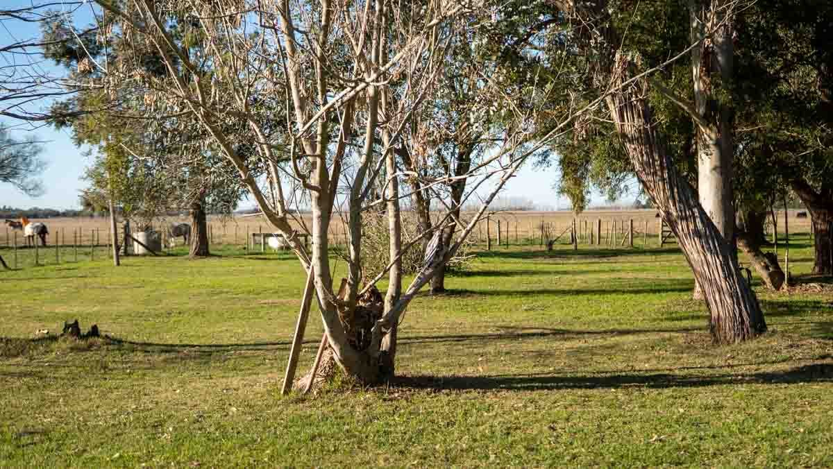WEB – 134 has Chascomus, Buenos Aires – WEB-82