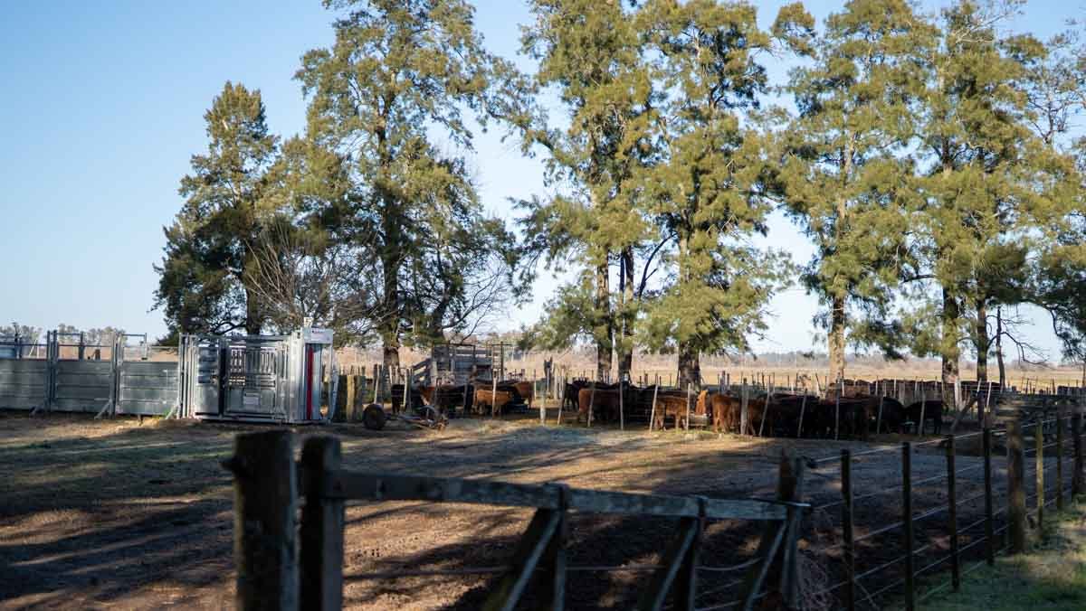 R073 – Campo de 261 has en Mercedes web-74