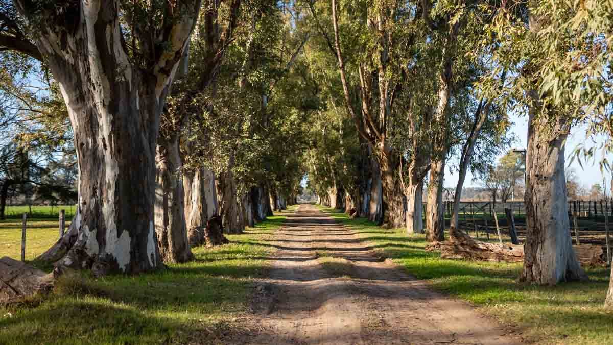 R073 – Campo de 261 has en Mercedes web-78