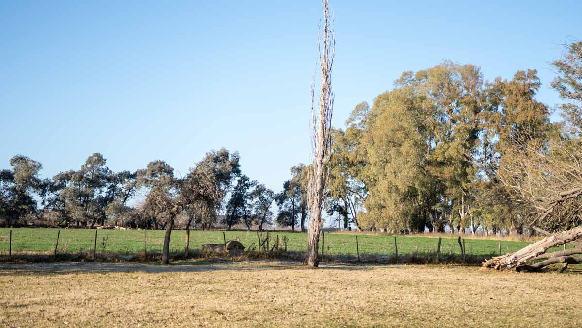 R073 – Campo de 261 has en Mercedes web-80