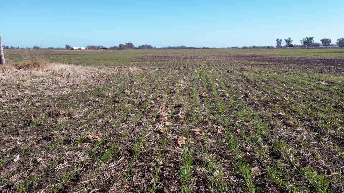 R074 – Campo de 222 has en Mercedes drone web-13