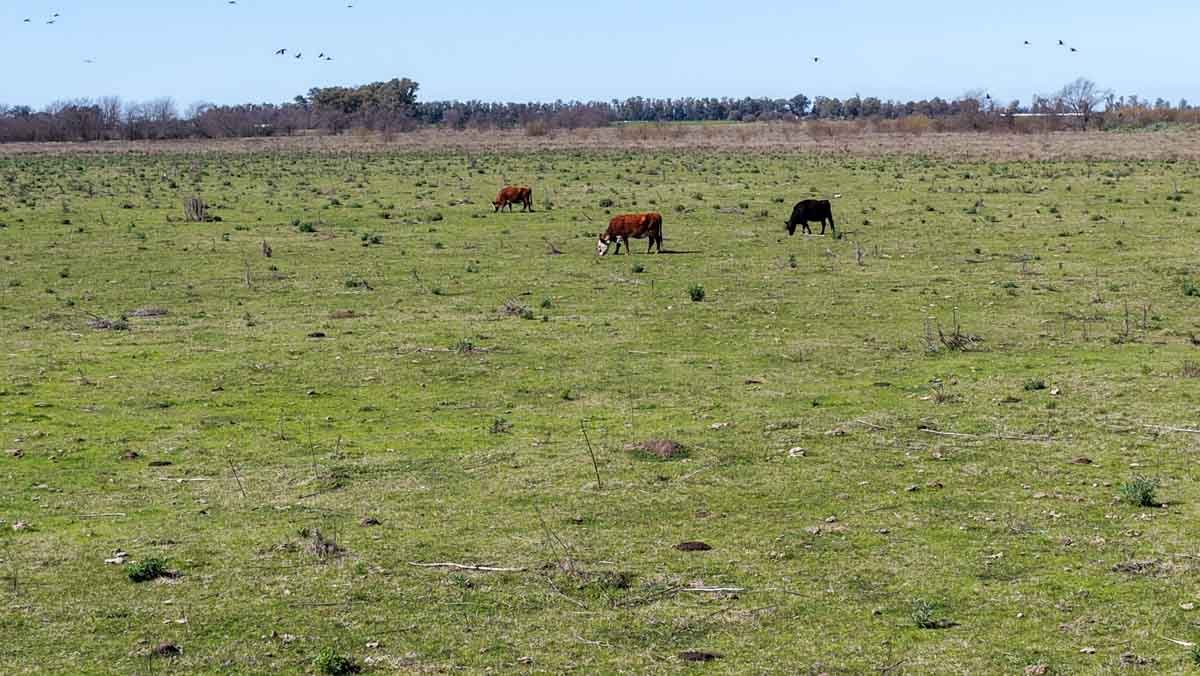 R079 – Campo de 180 hectareas en Lobos, Bs As -web-10