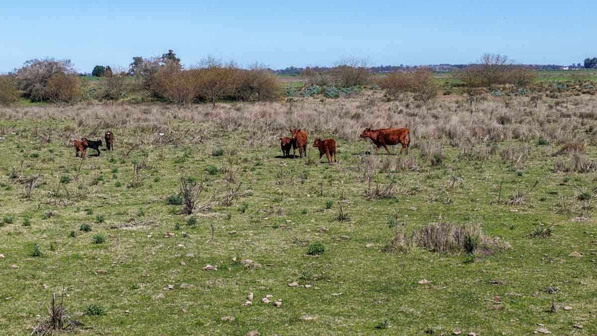 R079 – Campo de 180 hectareas en Lobos, Bs As -web-11