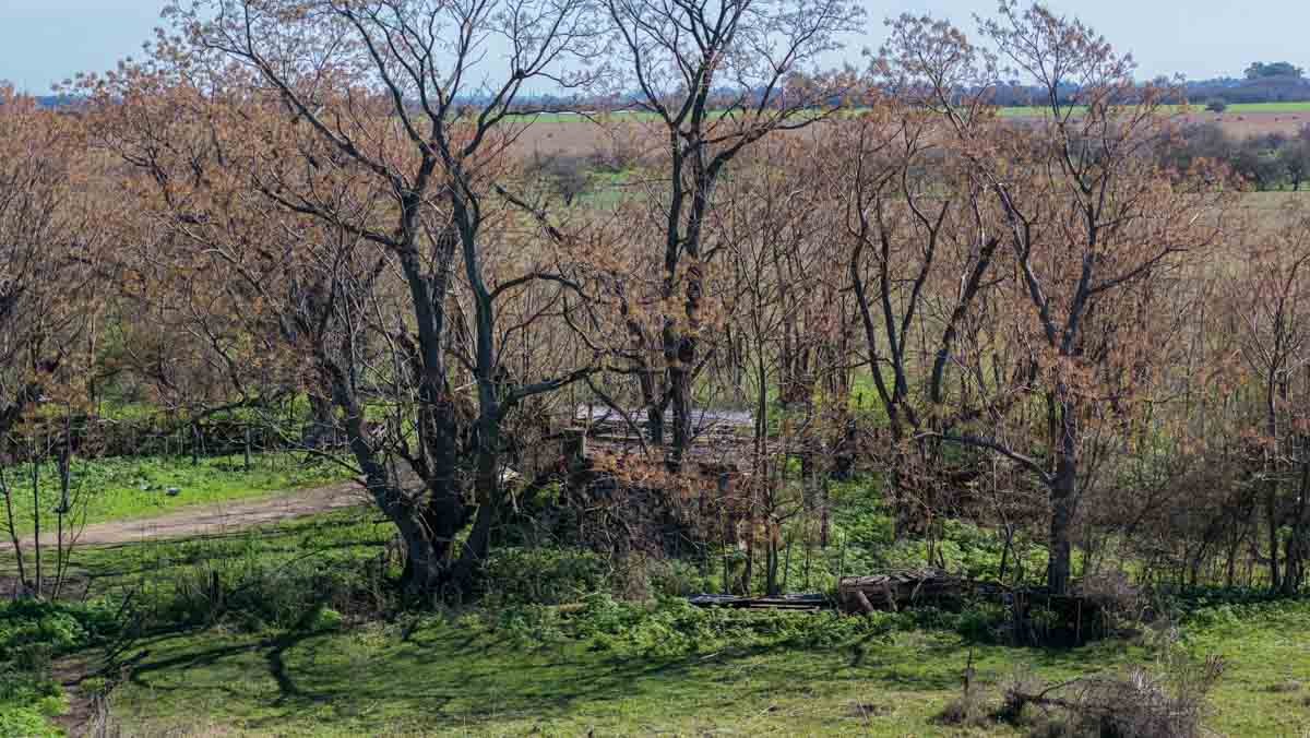 R079 – Campo de 180 hectareas en Lobos, Bs As -web-24